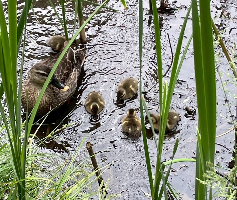 せせらぎ公園　カルガモ親子