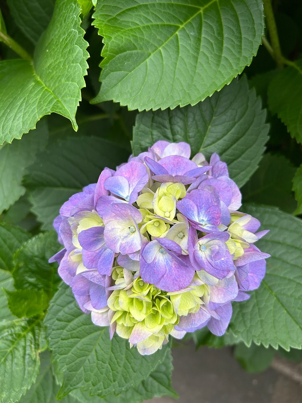 紫陽花　横浜市・川崎市外構リフォーム