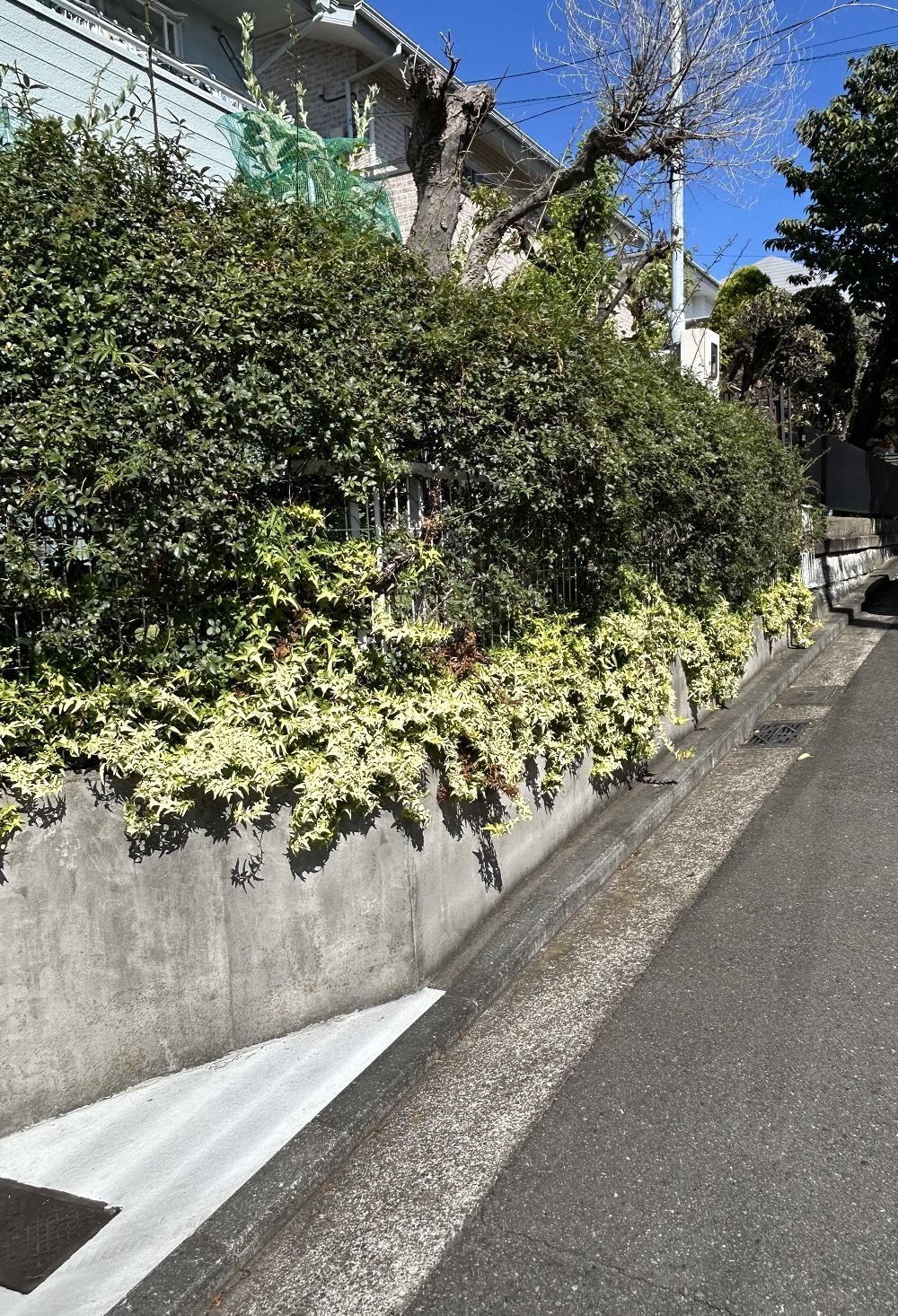 【横浜市　外構リフォーム】植栽撤去