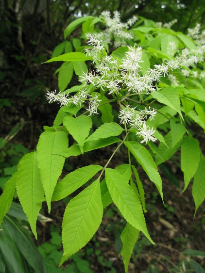 800px-Fraxinus_lanuginosa_f._serrata_1